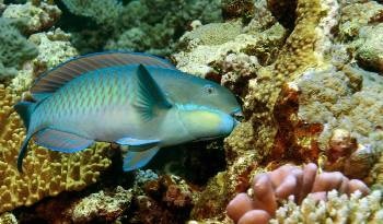 When Reefs Decline, Parrotfish Thrive