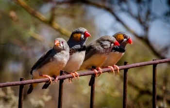Zebra Finches Survive Australian Heatwaves by Predicting High Temperatures