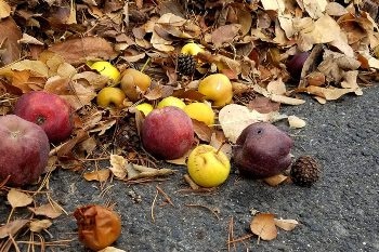 Sustainable Solution for Deicing Roads Using Grape Skins and Agricultural Waste