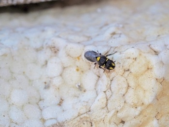 Curtin Study Finds Native Bees Turning to Polystyrene for Nesting Places