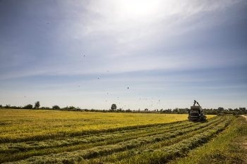Study Shows Increase in Arsenic Levels in Rice at Higher Temperatures