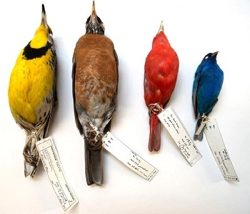 Study Suggests that Climate Change has Resulted in Birds Getting Smaller