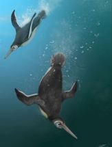 When Penguins Ruled after Dinos Died