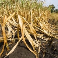 Analyzing Risk of Simultaneous Breadbasket Failures Due to Climatic Extremes