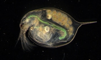 Research Reveals Impact of Floral Foam Ingestion on Aquatic Animals
