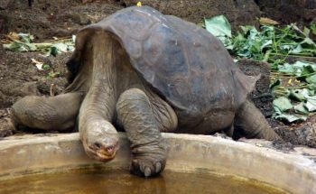 Lifespans of Extinct Animals Revealed