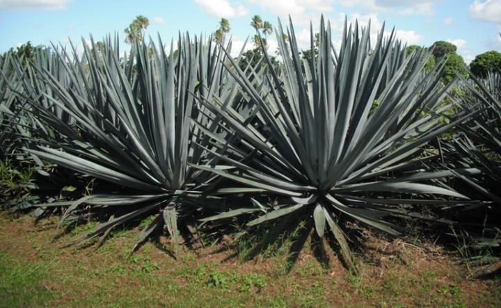'Tequila' Powered Biofuels More Efficient Than Corn Or Sugar