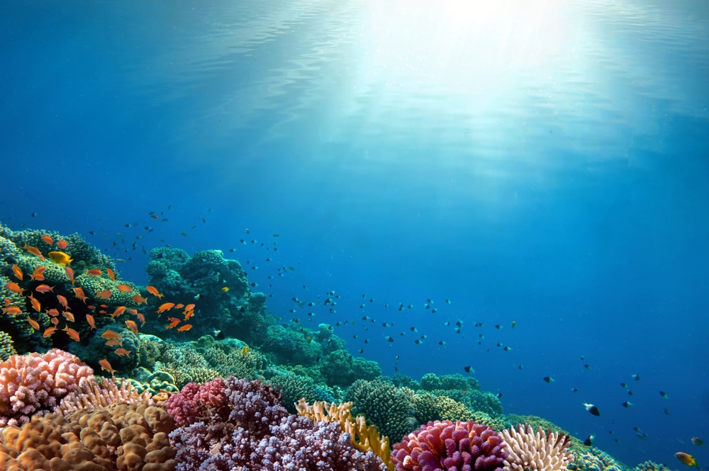 Landmark Study Concludes Marine Life Can Be Rebuilt By 2050
