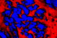Volcanic Activity Played Direct Role in Triggering Triassic Climate Change