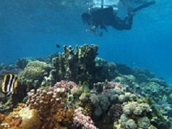 Deep-Sea Mining Impacts Ecosystem Functions and Smallest Seabed Inhabitants