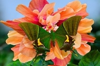 Agricultural Conservation Management Fails to Protect Rarest Butterfly Species
