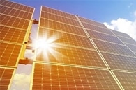 Solar-Powered Organisms Achieve Efficient Light Energy Harvesting