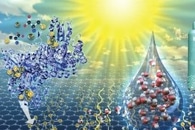 Wood-Based Steam Generator Harnesses Solar Energy to Purify Water