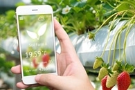 Ways to Accelerate Sustainable Growth of Vertical Farming with Aeroponic Systems