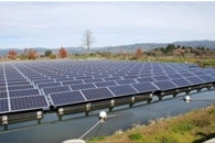 Solar Energy Facilities Pose Threats to Cacti and Other Desert Plants