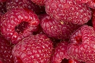 Blueberry and Persimmon Waste can be Made into Nutritious Food Supplements