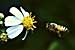 Scientists a Step Closer to Understanding Bee Disease That Threatens to Wipe Out Agriculture