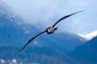 Study Highlights the Drastic Effects of Climate Change on Bird Life Cycles