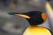 Penguin Populations Being Effected by Global Warming, Fishing and Petroleum Pollution Causing Lower Breeding Success