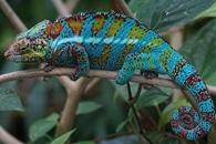 Newly Discovered Effect Could Possibly Mitigate Climate-Related Species Extinction