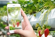 Purdue-Affiliated Startup Wins SBIR Grant to Advance In-Home Greenhouse Technologies