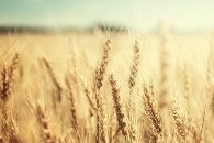 Managing the Security and Privacy Risks Involved in Smart Agriculture