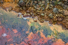 Chemical Pollutants in the Environment can Alter Animal and Human Behavior