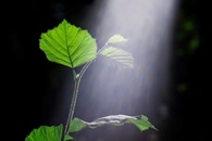 Persuasive Strategy to Make Consumers Go Green