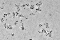 Soil Bacteria can Evolve in Response to Climate Change