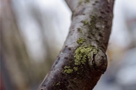 Researchers Analyze Molecular Properties of Holm Oak to Identify Drought- Resistant Trees