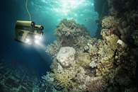 Researchers Report Sharp Decline in Coral Reefs