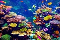 Unique Corals can Regenerate Coral Reef Habitats on the Great Barrier Reef