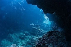 Electricity-Eating Bacteria in Brackish Sediments May Play Role in Combating Climate Change