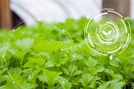 Research Provides Better Understanding of Plant-Plant Interactions During Climate Change