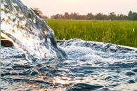 Tropical Ecosystem Destruction has Devastating Consequences for Soybeans