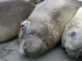Elephant Seals Helping Scientists to Detect Change in Southern Ocean Circulation