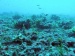 Threats to Marine Ecosystems from Climate Change Must be Addressed to Halt Downward Trends