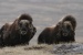 Impact of Global Warming in the Arctic May Differ From Predictions