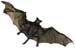 Wind Turbines Can Endager Bats As Well As Birds