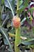 Agricultural Researcher Develops Drought Tolerant Corn