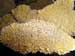 Research Expedition Held on Corals and Gobal Warming