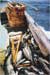 Baltic Cod Pushed to Brink of Extinction by Overfishing