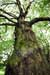 Managing Forests as Carbon Storage Solutions to Offset Greenhouse Gas Emissions