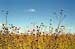 High Performance Composite Materials Made from Biodegradable and Renewable Source Materials