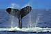 Whales Return to New York Area for the First Time in Modern History