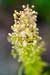 Significant Increase in Spread of Alien Plants Over Europe