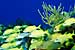 Too Little, Too Late May Be the Verdict For Coral Reefs and Cutting Back on CO2 Emissions