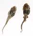 Common Insecticides Destroying Tadpole Populations