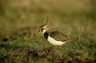 Report Shows Potential Impacts of Human-Induced Climate Change on Wildlife