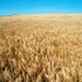 Replacing Chemical Pesticides With Biological Alternatives